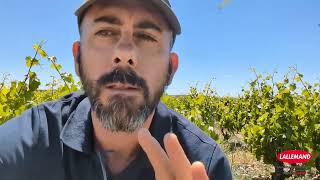 Control natural de Botrytis con LalVigne Botryless | Experiencia en viñedo