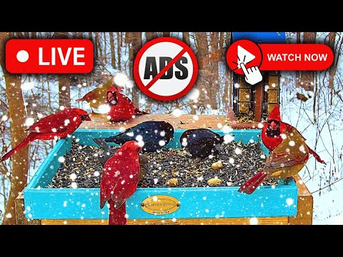 🔴 LIVE 4K Bird Feeder Cam | ❄️SNOWING in Nashville - Watch Now!📺