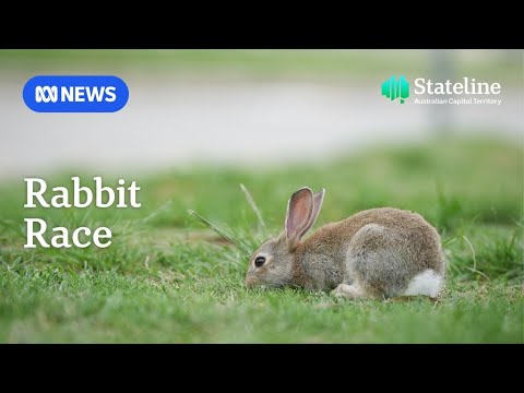 Australia's capital could be looking down the burrow of a rabbit plague | ABC NEWS