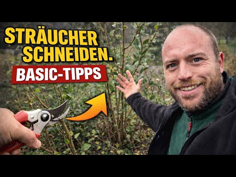 Sträucher richtig schneiden - Die wichtigsten Grundlagen einfach erklärt