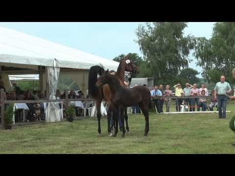 Sudweyher Fohlenschau 2015 - Kat.-Nr. 01