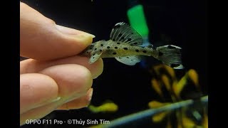 Phong cách setup bể cá Semi- Biotope độc lạ và thú chơi cá dọn bể cực đẹp