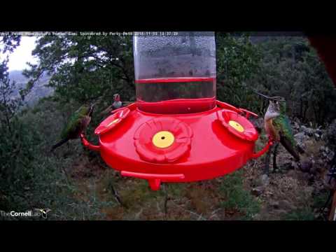Male Anna's Hummingbird On The Feeder - Nov. 3, 2016