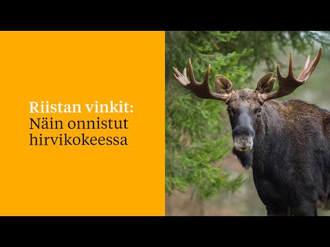 Riistan vinkit: Näin onnistut hirvikokeessa