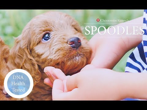 download lagu mp3 mp4 Spoodle Puppies, download lagu Spoodle Puppies gratis, unduh video klip Spoodle Puppies