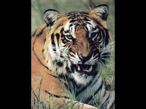 Tsetse-2012 (New Video)