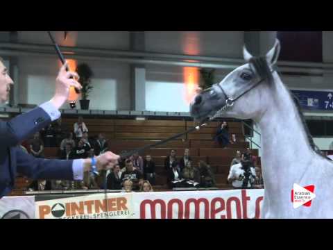 N.6 ESMERALDA J - Wels 2016 - Yearling Fillies (Class 1A)