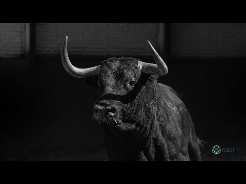 SORTEO | Corrida toros 24 mayo