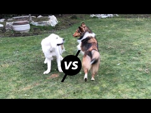 Sheltie VS Labrador - who's faster and more fierce? 😲