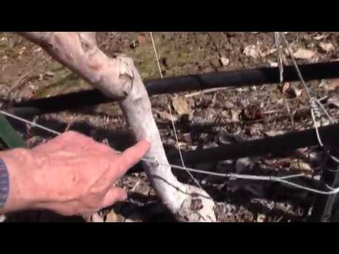 Grafting Season 2018 - day 23- Grafting vs Budding