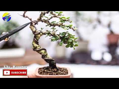 shito/mame bonsai inspiration 2021 / BONSAI MAME JUARA 2021