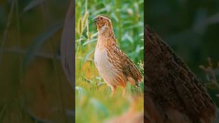 Download lagu batair ki awaz new volume 2023 #youtubeshorts mp3