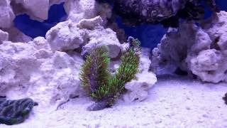 How to setup a 10 gallon nano reef tank ,day 25