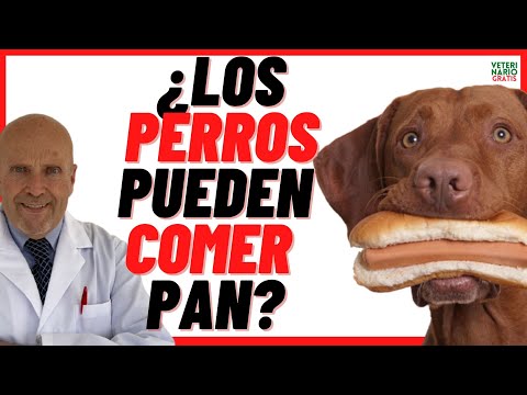 🟠 CAN DOGS EAT BREAD? 🟠 🍞 🥖 Is Bread Good or Bad for Dogs