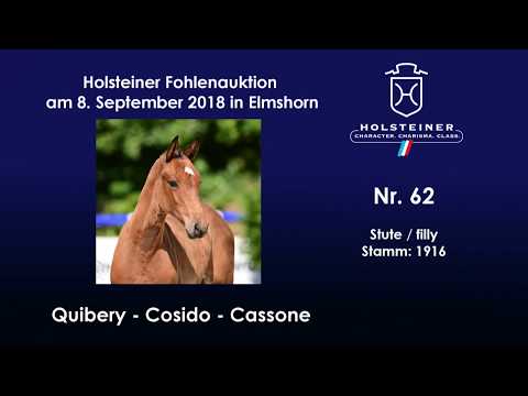 Holsteiner Fohlenauktion | Nr. 62 v. Quibery - Cosido