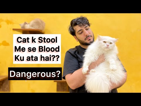 Cat k Stool ( Potty ) me Khoon ? 😰 why is there blo*d in your cat’s poop | Cat deworming
