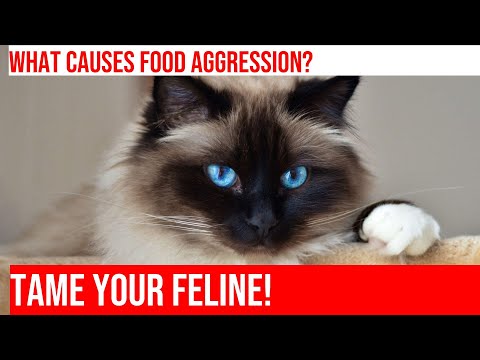 Taming Food Aggression in Cats: Tips and Strategies