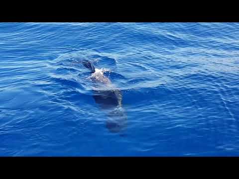 Vorvaň tuponosý je najväčší druh zubatých veľrýb ∆ 3d-trail.com/