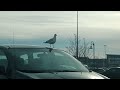 Seagull On Top Of Car On A Mall Parking Lot On 16 March 2023