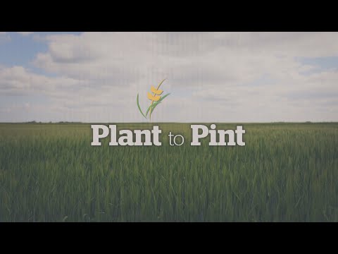 Plant to Pint: the journey of beer brewed in our own backyards
