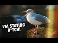 My Pet Seagull Isn't Migrating This Year...