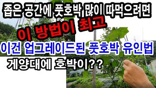 좁은 공간에 풋호박 많이 따먹으려면 이 방법이 최고. 이건 업그레이드 된 풋호박 덩굴유인법. 게양대애 호박이…