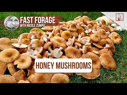 How to Safely Identify and Enjoy Honey Mushrooms