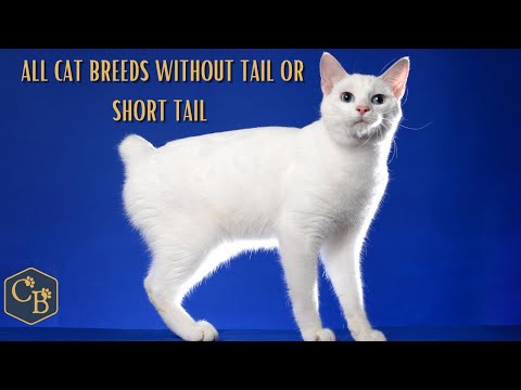 All Cat breeds without Tail