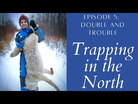 DOUBLE and TROUBLE - Hinterland Trapping Episode 5: Coyotes, Weasels and Marten in Northern Alberta
