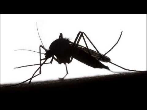 Eiton - Malaria VIP