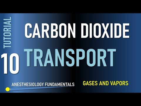Carbon Dioxide Transport in Blood. CO2 and Ventilation