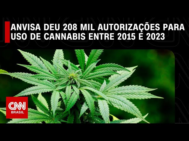 Anvisa deu 208 mil autorizações para uso de cannabis entre 2015 e 2023 | LIVE CNN