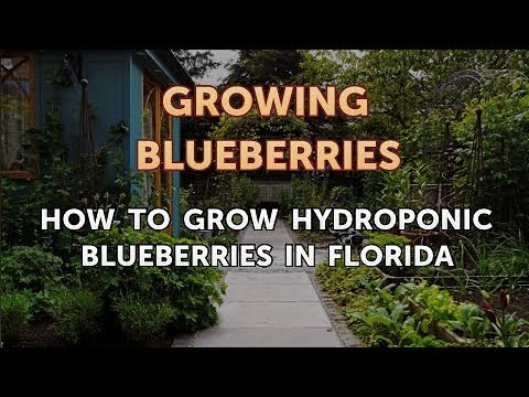 How to Grow Hydroponic Blueberries in Florida