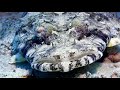 Gassous Bay Safaga Mai 2017 - Orca Dive Club Coral Garden 
