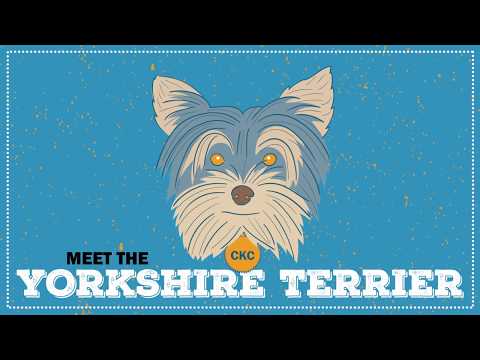 Yorkie | CKC Breed Facts & Profile