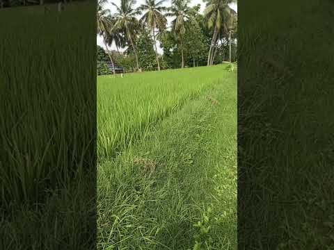 Senthil goundamani comedy #nature #tamil #fun 🧐🧐