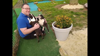 Un petit coin de paradis pour les chiens de notre élevage - bien-être animal