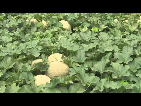 download lagu mp3 mp4 Cantaloupe Growing Season, download lagu Cantaloupe Growing Season gratis, unduh video klip Cantaloupe Growing Season