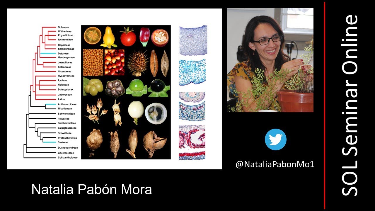 Natalia Pabón Mora - The anatomical and genetic bases of fruit diversity in Solanaceae