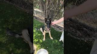 Video preview image #1 German Shepherd Dog Puppy For Sale in Pasadena, CA, USA