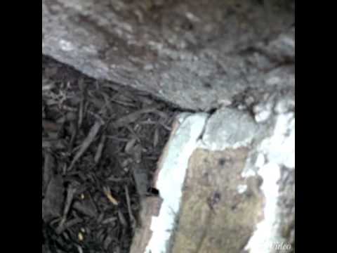 Ant Control in Little Silver, NJ