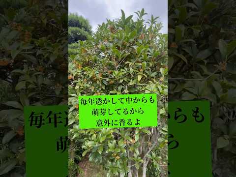 ボール状に剪定：どの低木がこのために作られていますか？シンプルに進めるにはどうすればよいでしょうか？  庭園