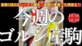 今週のゴールドシップ産駒 (10/18,19)【産駒5頭出走レースで爆走！連闘の重賞でも頑張る！／マイネルメサイア,クリノフィガロ,ドマーネなど】