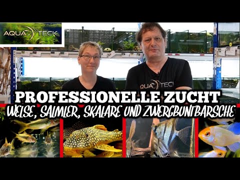 Hier werden Skalare, Welse, Barsche & Salmler gezüchtet! | AquaTeck