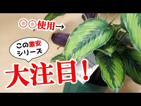 園芸 サフラン カラテア、開花カラテア