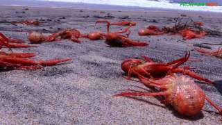 Sorprende aparición de langostinos en Playas de Tijuana