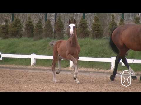 Hengstfohlen von Livello - Quarz