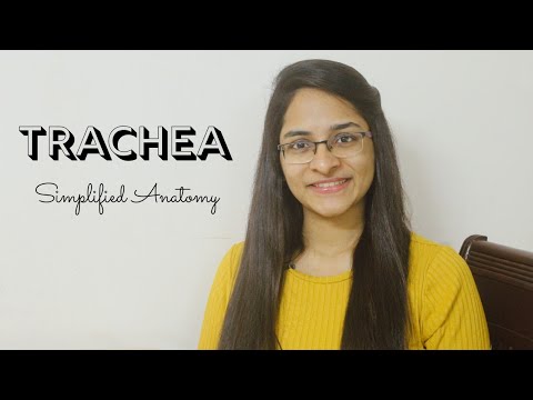 TRACHEA | ANATOMY | SIMPLIFIED