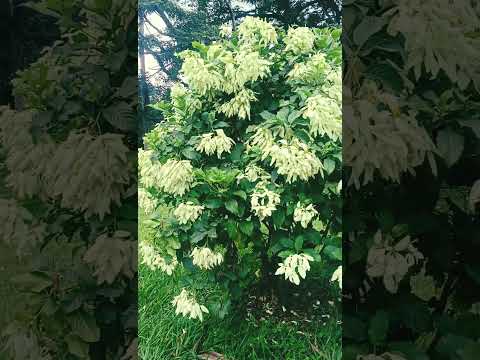 #hindisong #love #music #bollywood #nature #bolleywoodsong #tereliyehumha  #bollywoodmusic #flowers