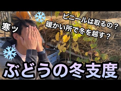 秋や冬にブドウの剪定を行う時期はいつですか?このワイン事業の利点は何ですか?  庭園